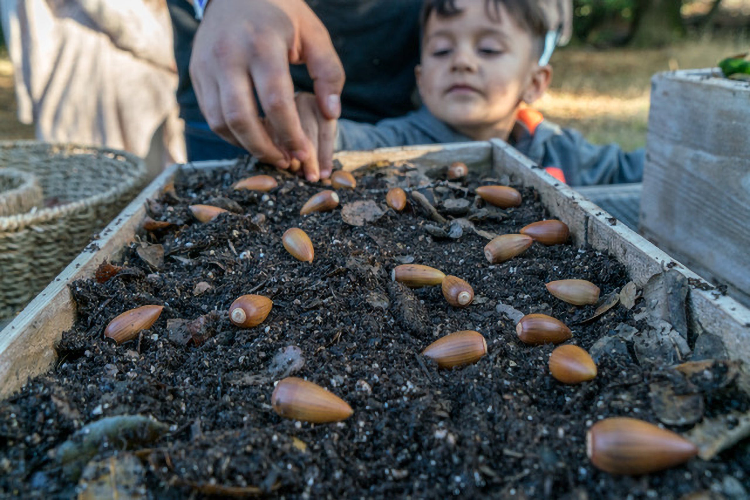 planting