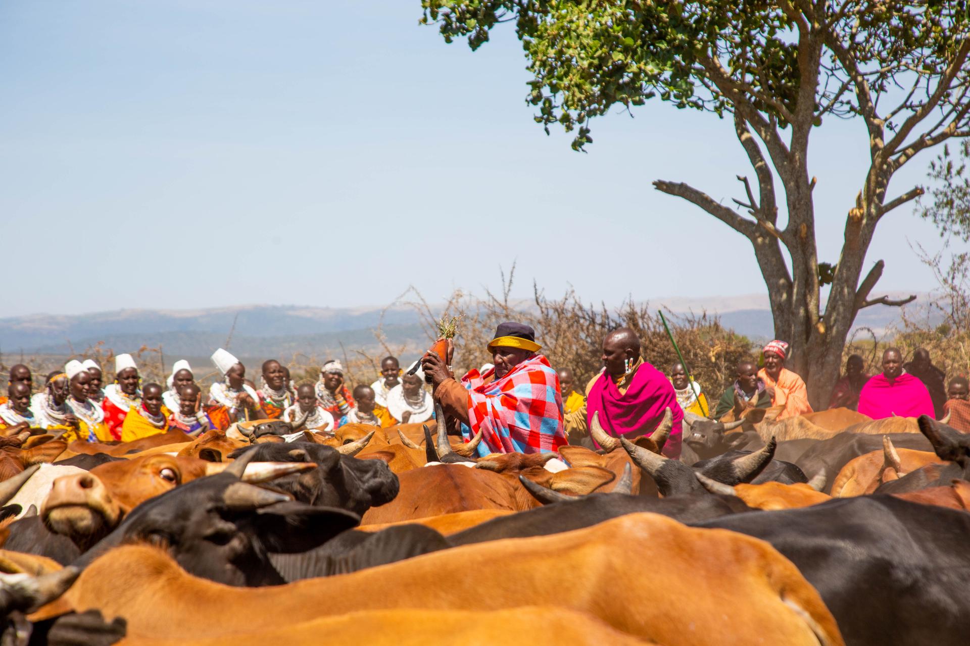 Maasai Elders performing cultural rituals as special prayers for rains after long dry season. Source-Mathias Tooko