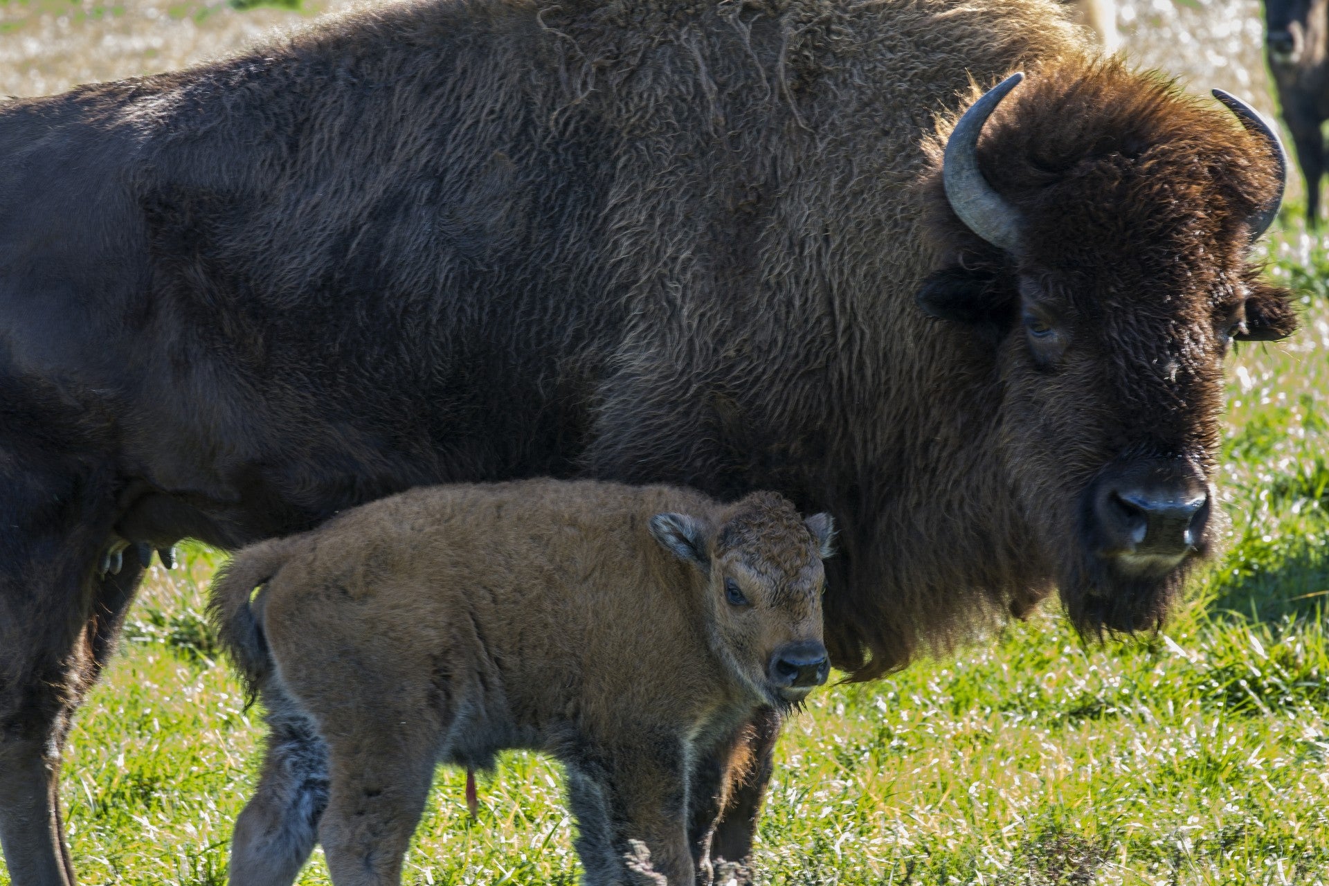 bison