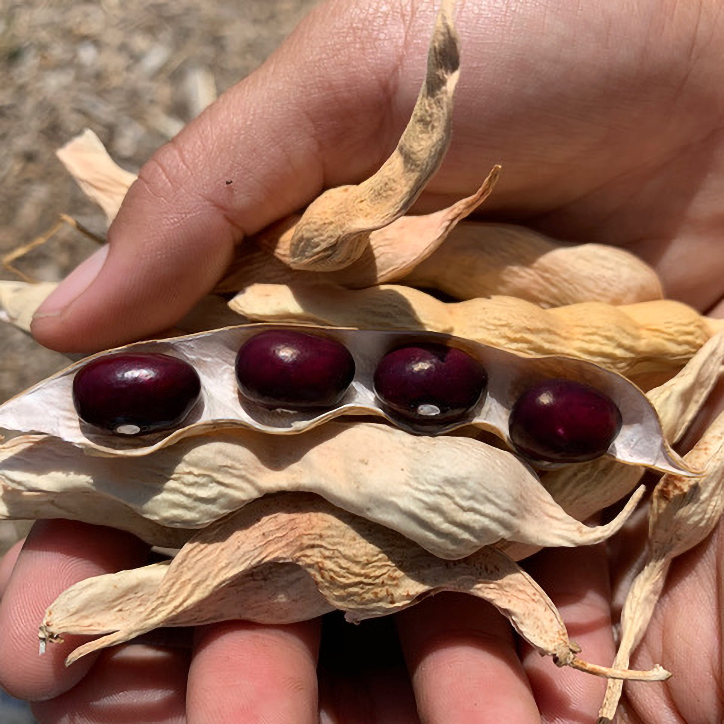 cranberry beans