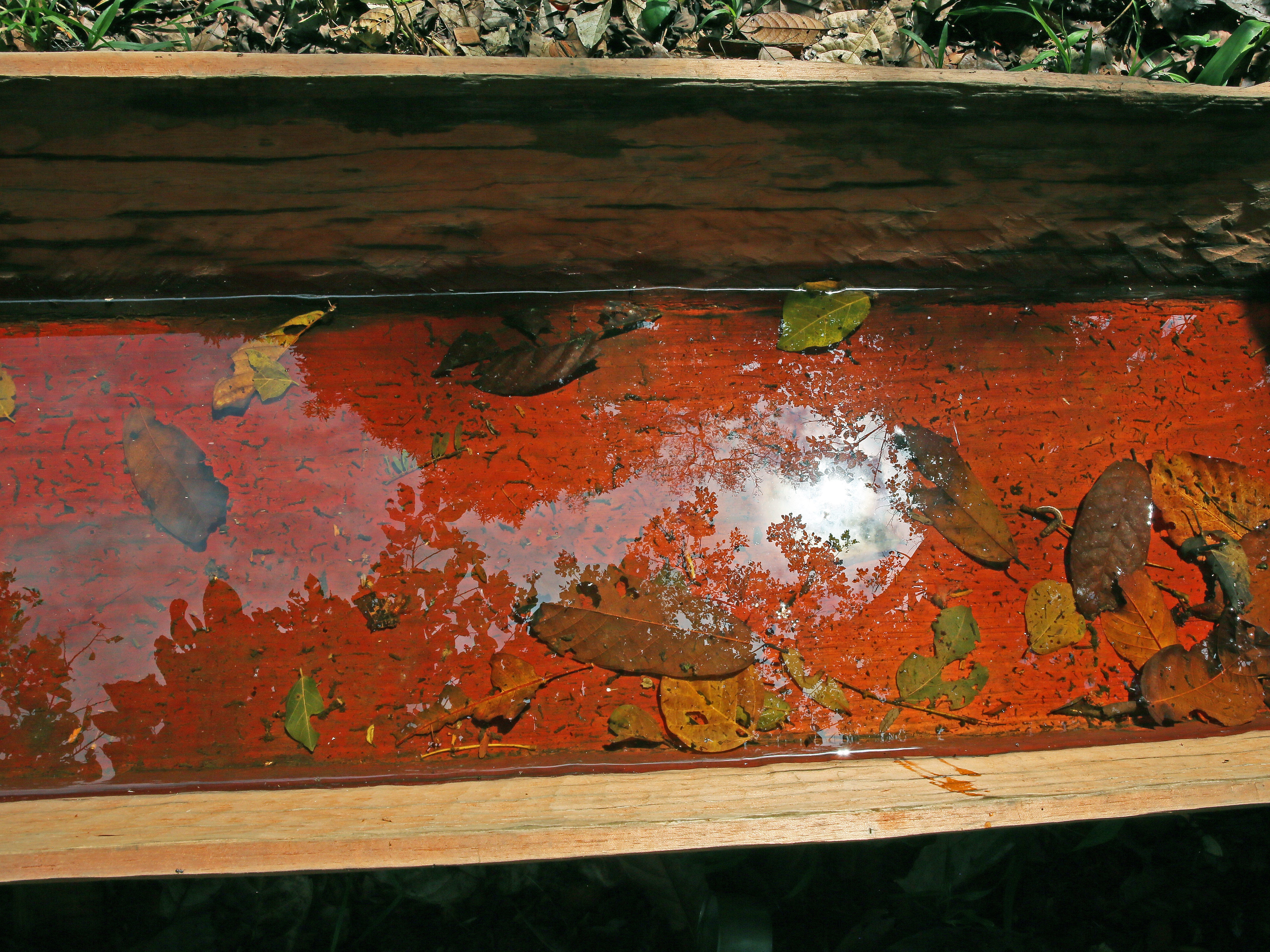 forest in a canoe
