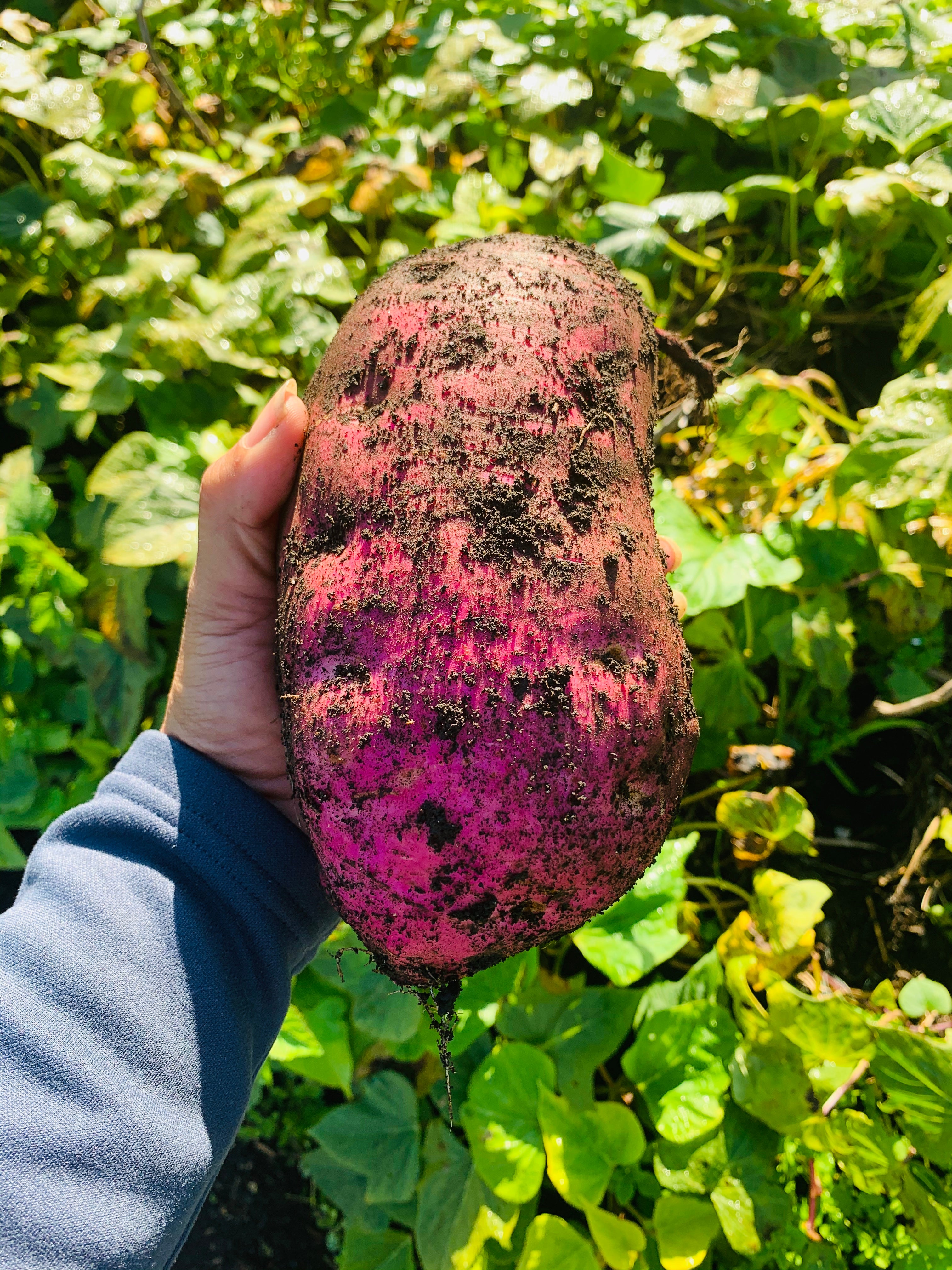 kumara