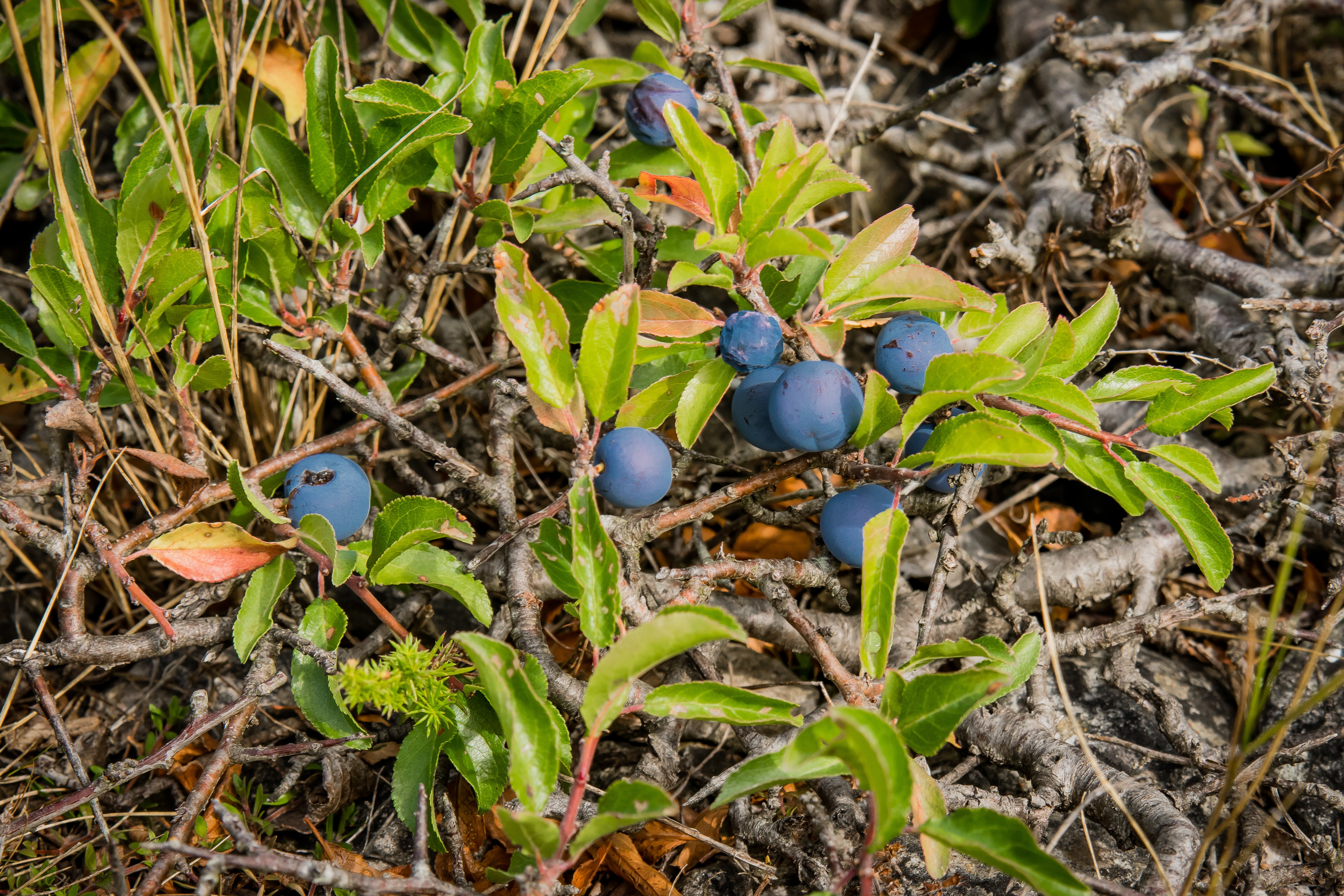 blueberries