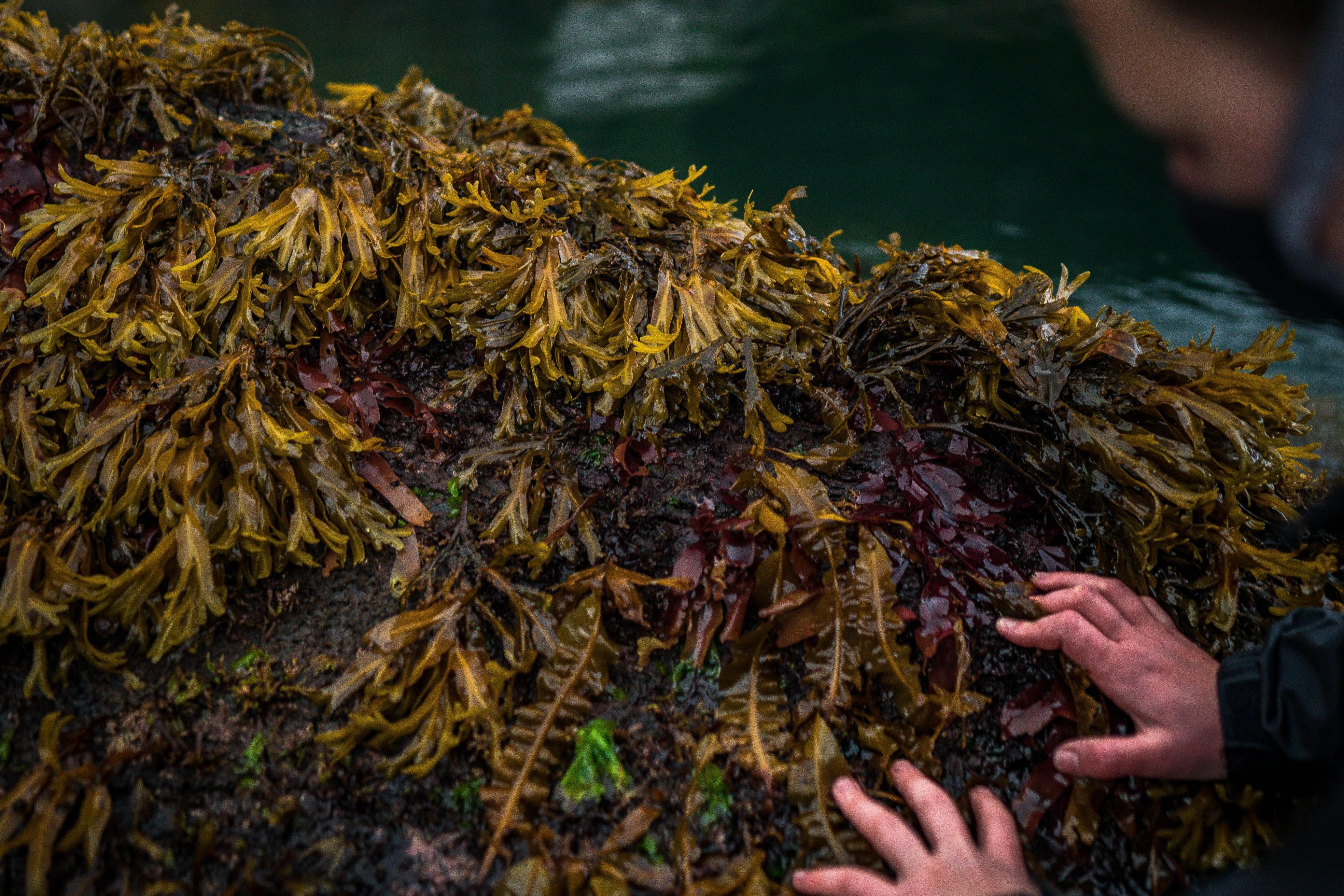 kelp